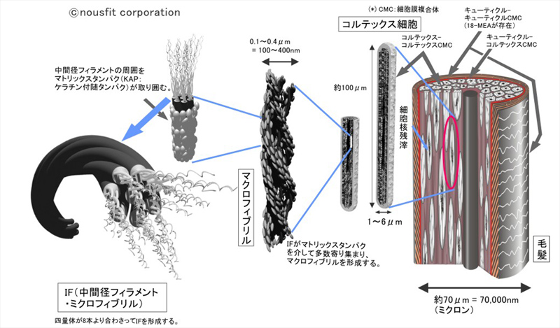 コルテックスとミクロフィブリル