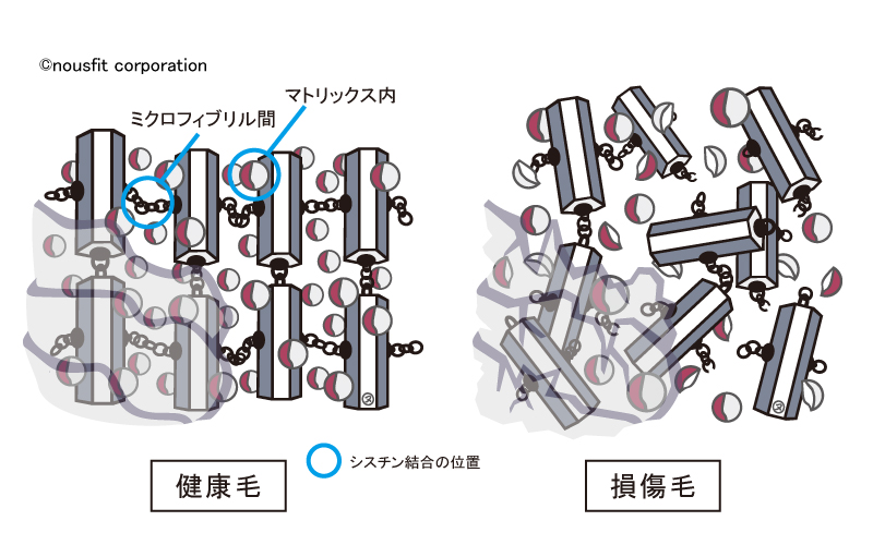 シスチン結合の位置、健康毛と損傷毛